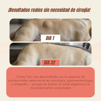 Turkey Tail+ | Suplemento Natural para Perros